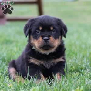 Ryder, Rottweiler Puppy